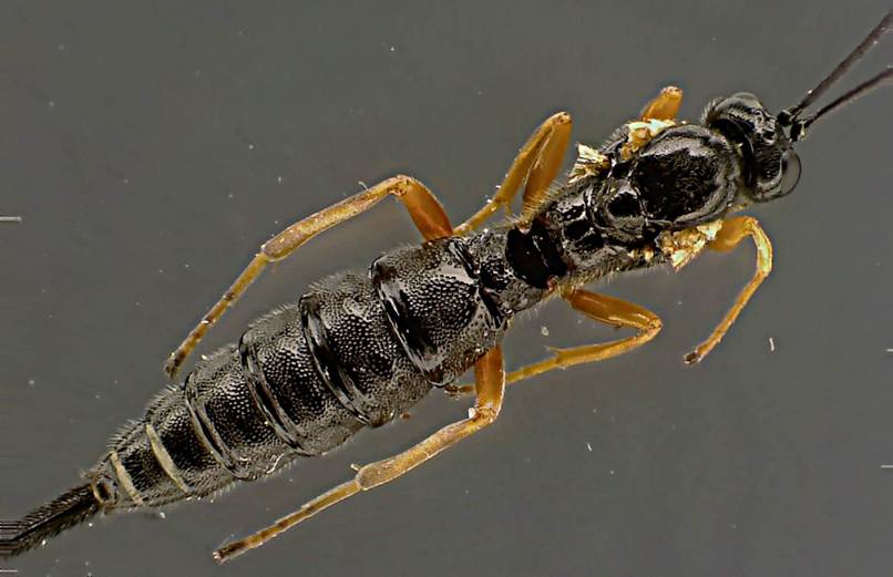 Scambus calobatus